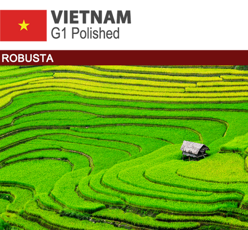 Robusta Vietnam Polished