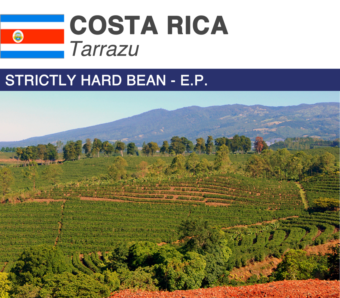 Costa Rica Tarrazu Coffee Beans - A Taste of Purity and Elevation