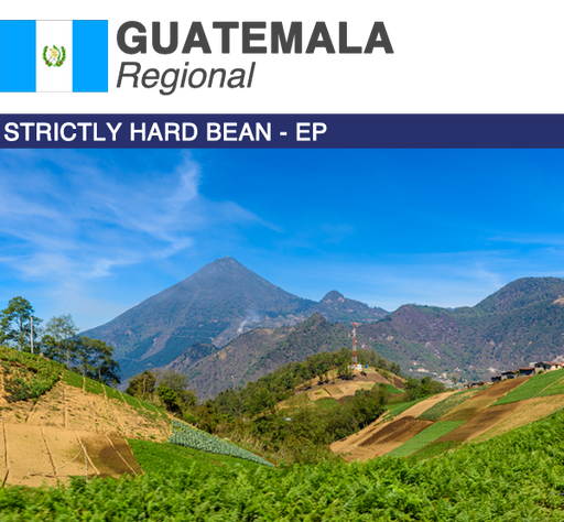 Green Coffee Product Image Guatemala