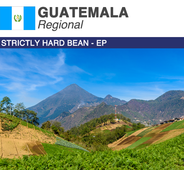 Green Coffee Product Image Guatemala
