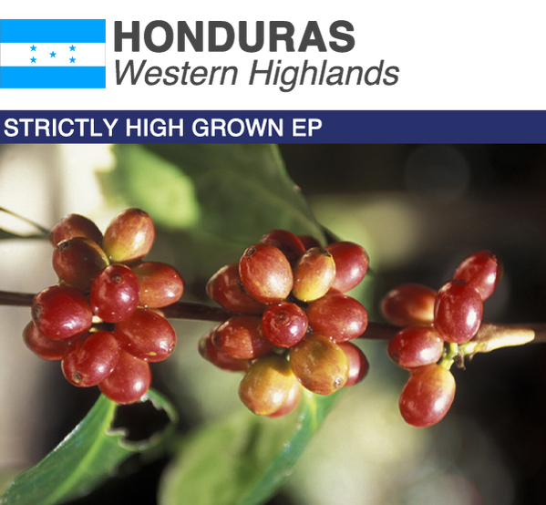 Bulk Unroasted Coffee Beans Wholesale Origin