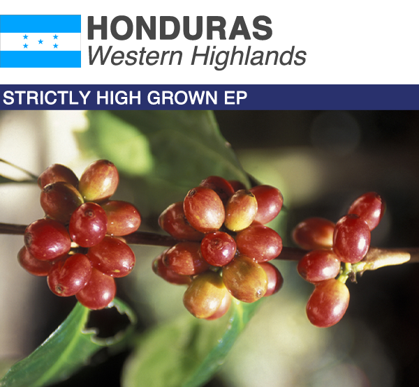 Green Coffee Product Image Honduras