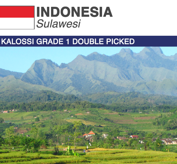 Indonesia Sulawesi Kalossi Grade 1