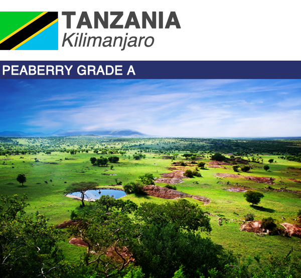 Tanzania Peaberry Kilimanjaro
